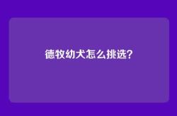 德牧幼犬怎么挑选？