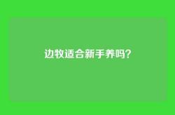 边牧适合新手养吗？