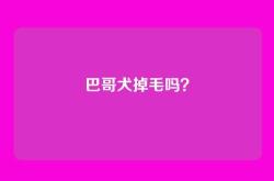巴哥犬掉毛吗？