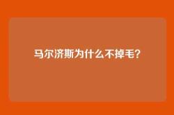 马尔济斯为什么不掉毛？