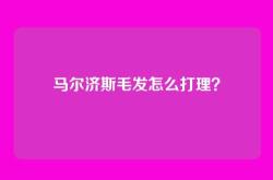 马尔济斯毛发怎么打理？