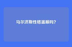 马尔济斯性格温顺吗？