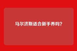 马尔济斯适合新手养吗？