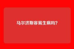 马尔济斯容易生病吗？