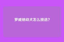 罗威纳幼犬怎么挑选？