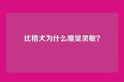 比格犬为什么嗅觉灵敏？