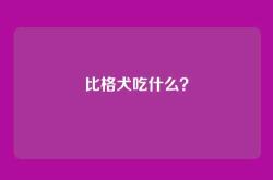 比格犬吃什么？
