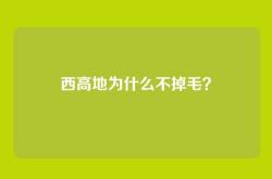 西高地为什么不掉毛？