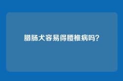 腊肠犬容易得腰椎病吗？