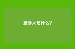 腊肠犬吃什么？