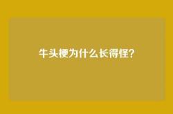 牛头梗为什么长得怪？