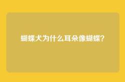 蝴蝶犬为什么耳朵像蝴蝶？