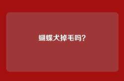 蝴蝶犬掉毛吗？