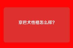 京巴犬性格怎么样？
