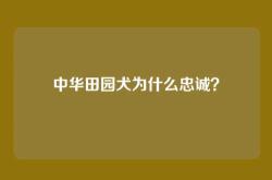 中华田园犬为什么忠诚？