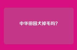 中华田园犬掉毛吗？