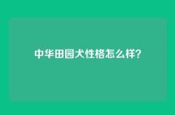 中华田园犬性格怎么样？
