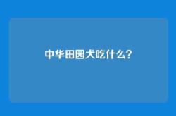中华田园犬吃什么？