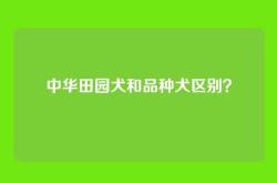 中华田园犬和品种犬区别？