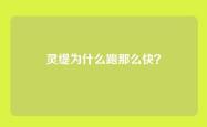 灵缇为什么跑那么快？