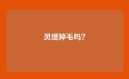 灵缇掉毛吗？