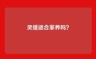 灵缇适合家养吗？