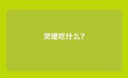 灵缇吃什么？