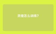 灵缇怎么训练？