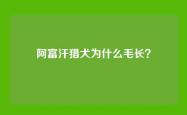 阿富汗猎犬为什么毛长？
