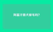 阿富汗猎犬掉毛吗？