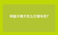 阿富汗猎犬怎么打理毛发？