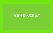 阿富汗猎犬吃什么？