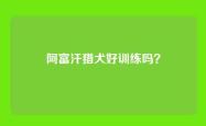 阿富汗猎犬好训练吗？
