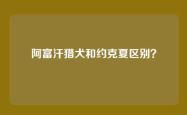 阿富汗猎犬和约克夏区别？