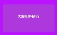 大麦町掉毛吗？