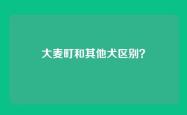 大麦町和其他犬区别？