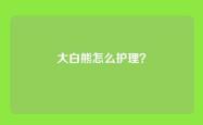 大白熊怎么护理？