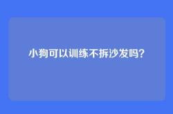 小狗可以训练不拆沙发吗？