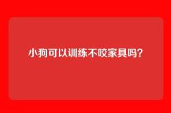 小狗可以训练不咬家具吗？