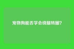 宠物狗能否学会绕腿转圈？