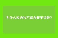 为什么说边牧不适合新手饲养？