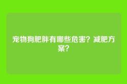 宠物狗肥胖有哪些危害？减肥方案？