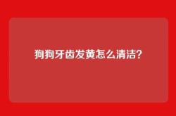 狗狗牙齿发黄怎么清洁？