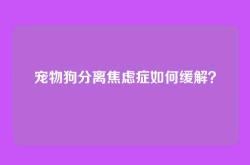 宠物狗分离焦虑症如何缓解？