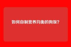 如何自制营养均衡的狗饭？