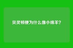 贝灵顿梗为什么像小绵羊？