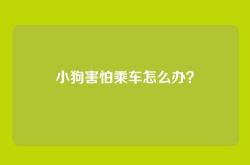 小狗害怕乘车怎么办？