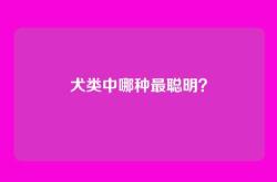 犬类中哪种最聪明？