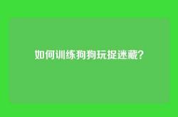 如何训练狗狗玩捉迷藏？