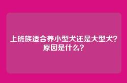 上班族适合养小型犬还是大型犬？原因是什么？